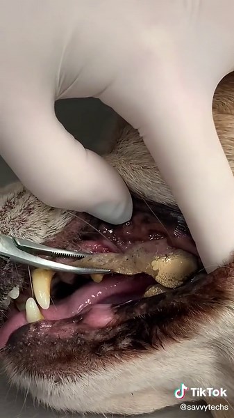 Dog Ear Cleaning under Sedation: Removing Gunk and Calculus