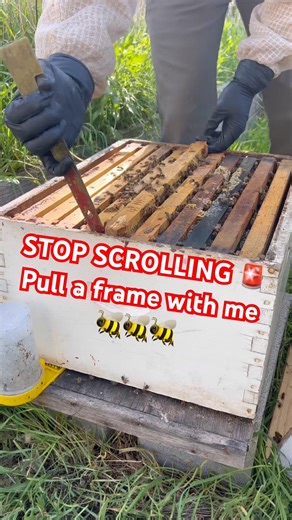 This Hive Is About To EXPLODE 🐝😳