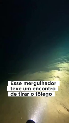Era um tubarão-tigre-da-areia. Eles podem chegar a cerca de 3,2 metros de comprimento. E apesar da aparência assustadora… essa espécie geralmente não procura confrontos com mergulhadores. O problema é que, debaixo d'água, você não precisa estar sendo atacado para sentir medo. A visibilidade pode ser limitada a poucos metros. E um animal desse tamanho pode simplesmente surgir do escuro… a poucos centímetros de você. #oceano #tubarao #mar