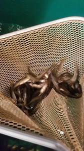 Where do you put your hook through your live minnow? How you rig your live bait fish matters! Woodland carry's fathead minnows year-round. Check out this article from Learning How to Fish to learn more about fatheads and how to rig them when fishing through the ice. http://learninghowtofish.com/fishing-with-live-bait/ | Woodland Resort, Devils Lake, ND