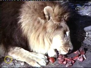 Daktari s3e25_ A wamerui gyilkos