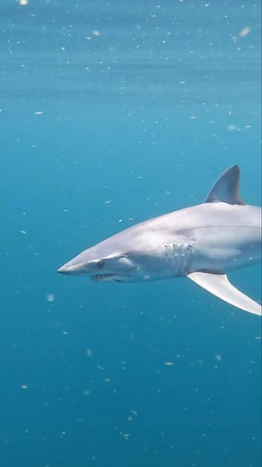 304K views · 7.3K reactions | Mako feasting on Swords! Gotta jump eeeeen!!  #makoshark #swordfish #swimmingwithsharks #tobago #bakeandshark #sharkandbake #bakenshark #trinidadandtobago | Brett Thompson Fishing | Facebook
