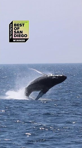 VOTED BEST WHALE WATCHING IN SAN DIEGO
