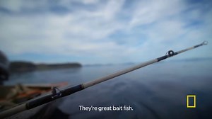 13K views · 545 reactions | It's time for a "fish-off" between two friends  New episodes of Port Protection and #LifeBelowZero Next Generation air tonight starting at 8/7c on National Geographic TV. | Life Below Zero | Facebook