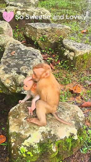 Really Sweetie Adorable Baby | So much lovely Baby Monkey! ❤️😍😘🐒 | Discovery Monkey