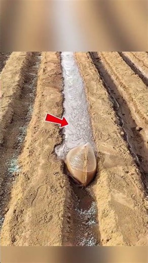 Smart Farming Trick Foreign Farmers Use to Improve Soil Fertility!#shorts #farming