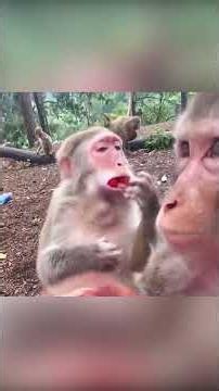 🐵❤️ صداقة لا تُصدق 🌿✨