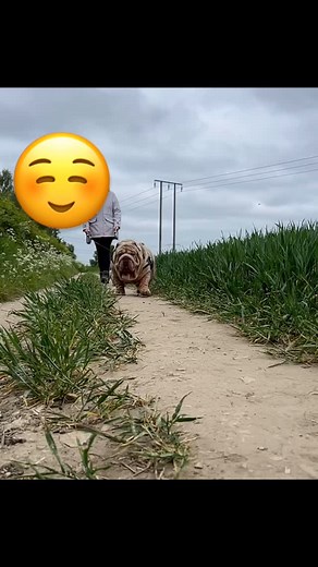 10K reactions · 1K shares | Hellboy my favourite Mr Muscles production boys crazy quality get your stud @me #bulldog #bulldoglove #bulldogpuppy #bulldoglovers #puppy #bulldogs #bulldogfrances #dogslife #dog | Miles Wren | Facebook