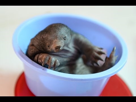 Australia Zoo welcomes first baby echidna