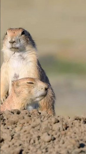 🐾 Prairie Dogs Have Their Own Language | Amazing Prairie Dog Facts