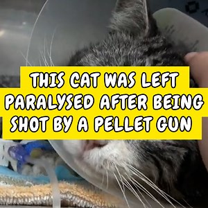 22K views · 98 shares | This handsome cat was left paralysed after being hit in the spine by a pellet gun!  Hope For Paws | Happiest | Facebook