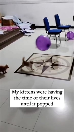 224K views · 2.4K reactions | Cats’ Funny Reactions When Scared 藍 #cat #kitten #funnycat #funnyanimals #funnypets #usareels #usa | Laugh forge | Facebook