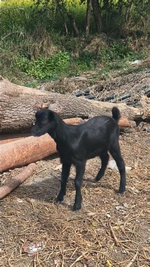 15 फ़रवरी 2026