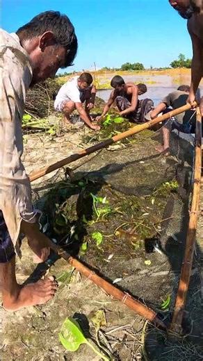 River Push Net Fishing Catch #Fishing #PushNet #RiverLife #Villagepond