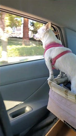 Pocket rules the the world buckled in her booster seat