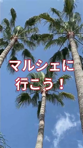 【南仏カンヌ】マルシェに行こう！#海外生活 #フランス生活 #海外移住#フランス#ニース#Nice#南仏#コートダジュール#プロヴァンス