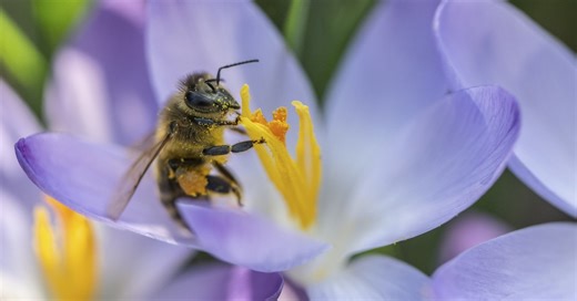 5 Ways to Celebrate New Growth With the Coming Spring Equinox