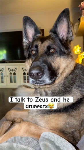 I talk to my German Shepherd and he answers😂