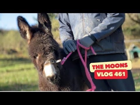 Born With Severely Deformed Legs… Three Months Later, You Should See This Baby Donkey