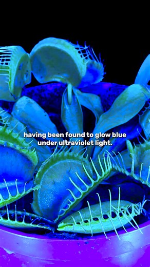 What Is Biofluorescence? | IFLScience