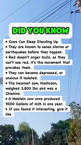 Farm Animals Are Smarter Than You Think #facts | IQ&Math 2.2