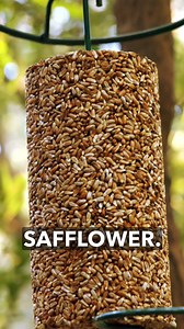 🐦🌼 One seed. Two problems solved. If squirrels or starlings are hogging your feeder, try safflower seed. Cardinals, grosbeaks, and other big-billed birds love it —while squirrels and starlings usually pass it right up. Find it in Mr. Bird blends wherever quality seed is sold and keep the right crowd at your feeder. 🌿🐦 | Mr. Bird