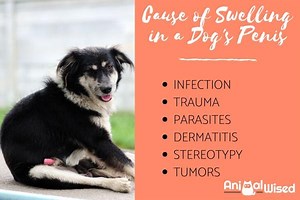 My Dog Has a Swollen Penis - Dog Penis Problems