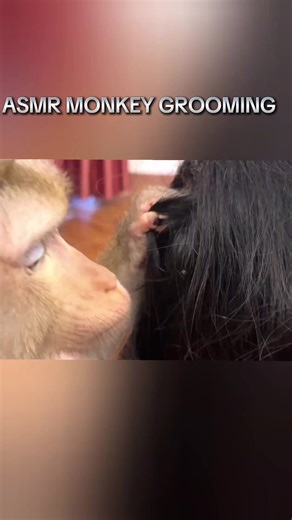 Vídeo de Monkeys Asmr (@monkeys.asmr5) relacionado a ASMR