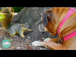 Boxer Dog Comes To Watch Her Favourite Squirrel Every Day | Cuddle Buddies