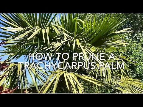 How To Prune a Trachycarpus Fortunei Palm, Pruning Trachycarpus Palms