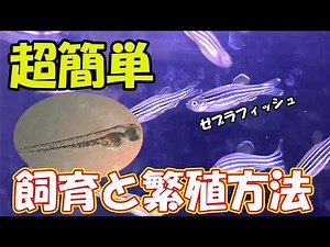 ゼブラフィッシュ