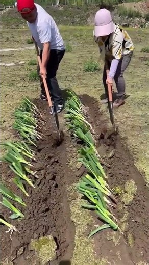 The Harsh Reality of Farming: A Journey into the Heart of Agriculture