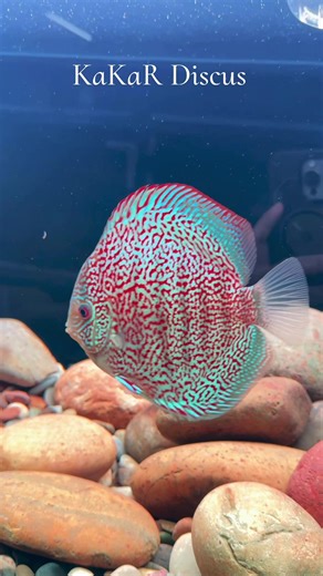 Sakura Leopard ขนาดใหญ่ 5.8“-6” งามๆ พร้อมส่งจร้า #kakardiscus #premiumdiscus #ปอมปาดัวร์นำเข้า