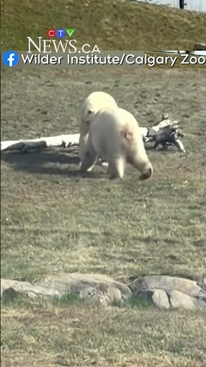 Yellé and Siku now together at Calgary zoo