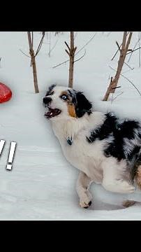 Australian Shepherd Does AMAZING Dog Frisbee!