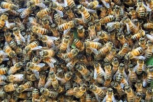 Honeybees - Delaware Department of Agriculture - State of Delaware