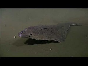 Curious halibut swims for a closeup