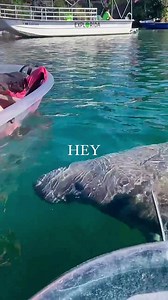 Manatee moments like these > It’s always fun when these curious creatures come to check us out & say hi 😃🛶 📍Crystal River | Get Up And Go Kayaking