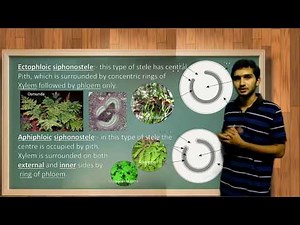 Types of Stele and its evolution in Pteridophytes