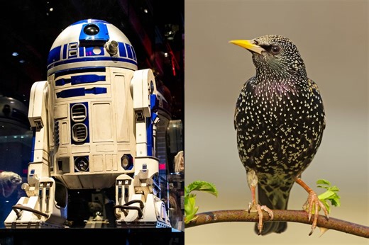 These birds learned to tweet like R2-D2. Listen to the uncanny results