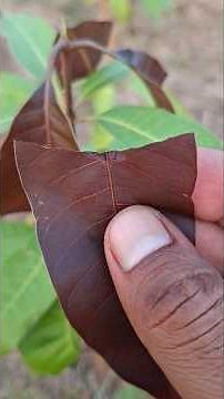 Mango Leaf Cutting Problems