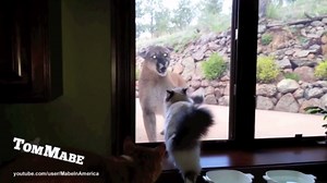 Watch House Cat Tease Mountain Lion From Behind Glass