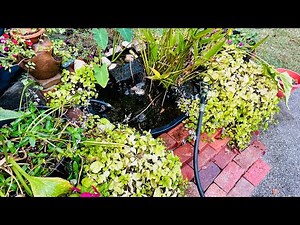 Water Change Time! || Fish Pond Tips For Beginners