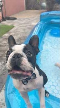 Bobbing for Pickle Balls #bostonterrier #puppy #pets