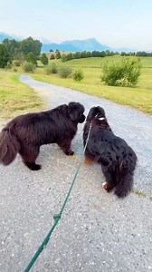 80K views · 1.5K reactions | Anyone else's dog this clumsy浪浪藍藍 #newfoundland #newfiesofinstagram #neufundländer | Newfoundland Lover | Facebook