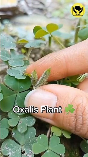 Oxalis Plant Ballistic Dispersal Mechanism #amazingfacts