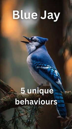 Blue Jay – Intelligent and loud forest bird #bluejay #bluejays #wildlife