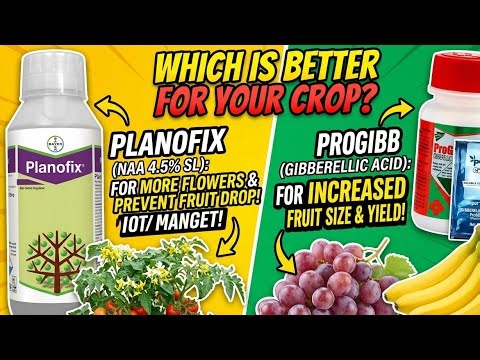 PGR application and dosage // how to spray pgr