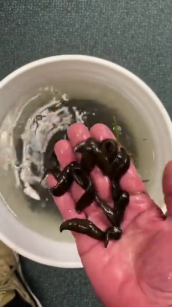 “I don’t always fish with things that suck…but when I do, I prefer leeches. Stay fishing my friends.” I could probably sell these as larges but there are some small ones in the mix so we’ll call them mediums for now. Dozen: $3.85 1/2 lb: $25 Pound: $49 | D&S Bait,Tackle & Fly Shop
