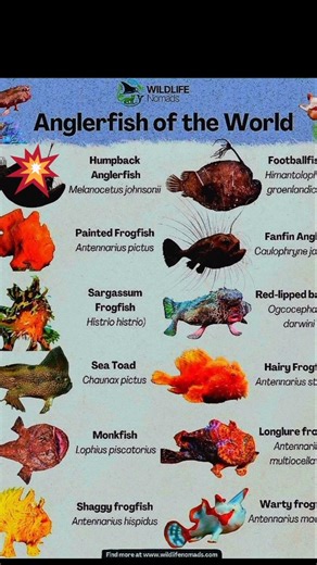types of angler fish 🐟 #trending #shorts #sea #animals